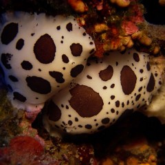 Immersioni all’Asinara