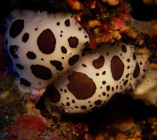 Immersioni all’Asinara